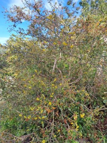 Ochna serrulata bush in flower